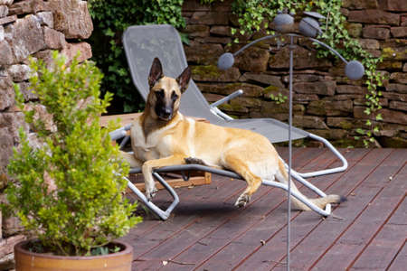 A female belgian shepherd in relaxation mode.の写真素材