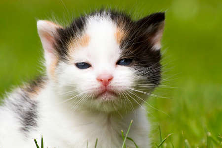 A puppy cat in close-up.の写真素材