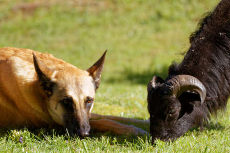 A malinois and a sheep of cameroonの写真素材