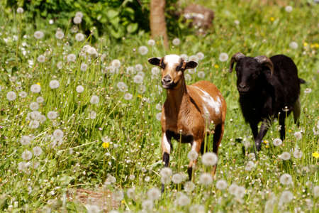 A couple of sheep from cameroonの写真素材