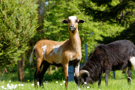A beautiful young sheep of cameroon looking nice.の写真素材