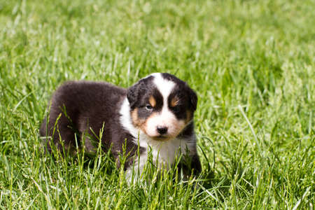A nice dog in grass.の写真素材