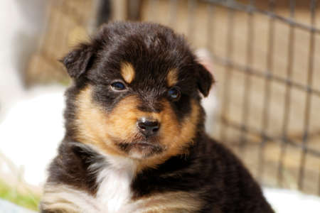 A magnificent puppy Australian shepherd.の写真素材