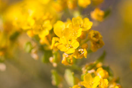 Flowers in yellow.の写真素材