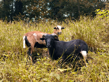 Sheep and ram in grass.の写真素材