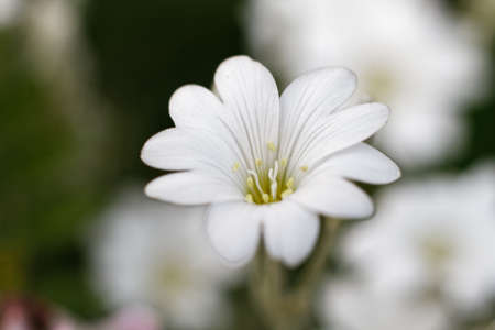 A pretty white flower in close-up.の写真素材