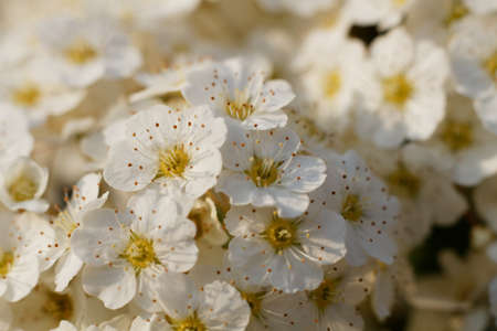 A beautiful cherry flower in close-up.の写真素材