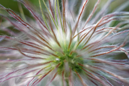 A pretty plant in photography.の写真素材