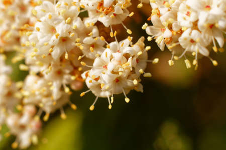 Flowers in white.の写真素材