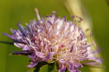 Pretty macro flowerの写真素材