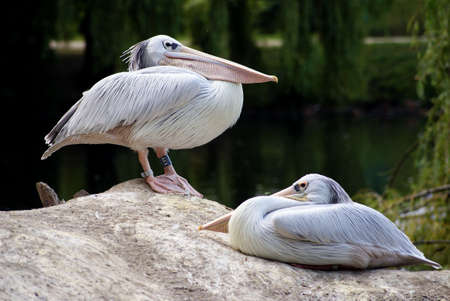 resting pelicansの写真素材