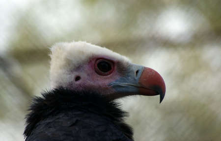 vulture in a cageの写真素材