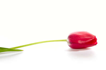 Single tulip on white backgroundの写真素材