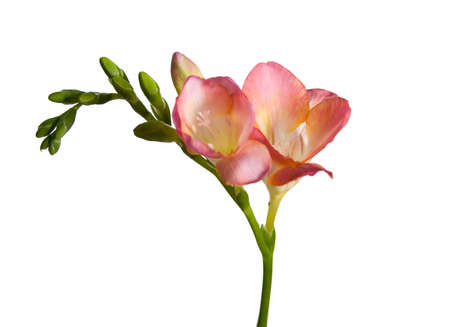 Spring flowers isolated on white background. の写真素材