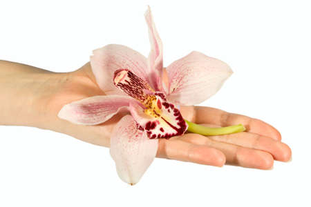 Orchid flower isolated on white background. の写真素材