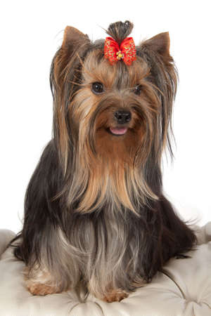 Yorkshire terrier on banquette on light background.の写真素材