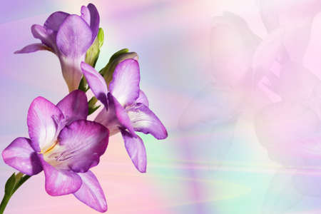 Spring flowers  on colored background. の写真素材