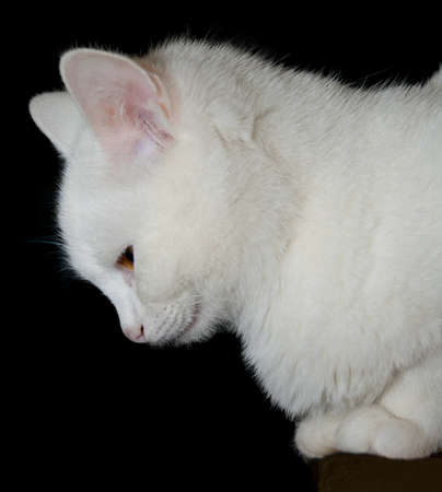 white cat isolated on a black backgroundの写真素材