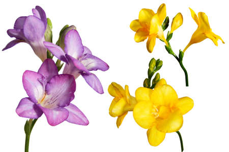 Spring flowers isolated on white background. Set.の写真素材