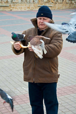 Old man is feeding pigeons by bread のeditorial素材