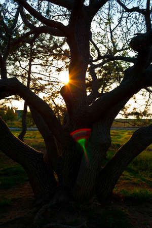 Silhouette of old large tree is in the sunshine の写真素材