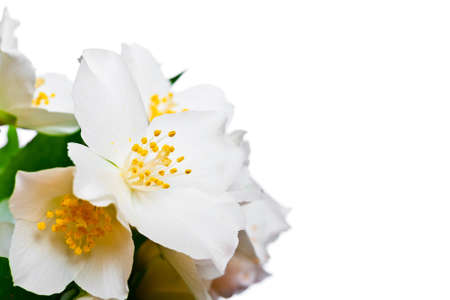 Flower of jasmine isolated on white background.の写真素材
