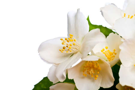 Flower of jasmine isolated on white background.の写真素材