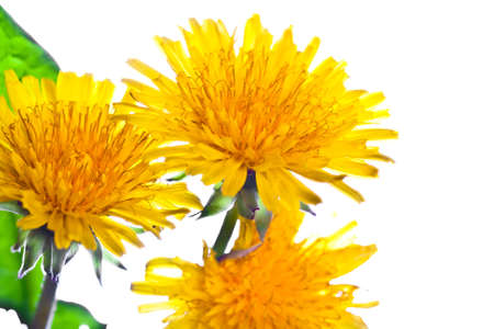 Flower of dandelion isolated on white background の写真素材