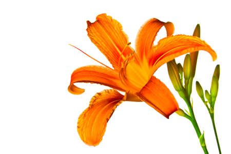 Orange tiger lily isolated on white backgroundの写真素材