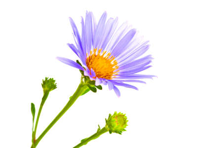 Beautiful summer flower isolated on white backgroundの写真素材