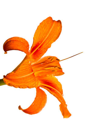 Orange tiger lily isolated on white backgroundの写真素材
