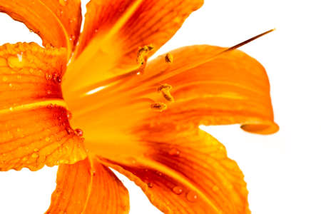 Orange tiger lily isolated on white backgroundの写真素材