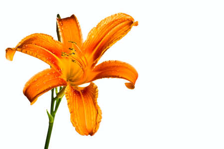 Orange tiger lily isolated on white backgroundの写真素材