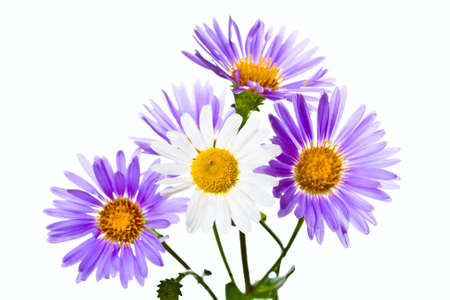 Beautiful summer flower isolated on white backgroundの写真素材