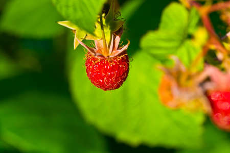 ripe wild raspberries on green blurredの写真素材