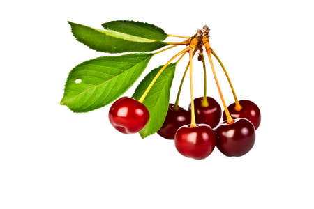 branch of ripe cherries isolated on white background