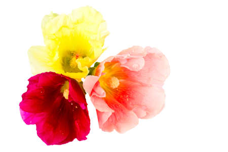 summer beautiful  flower close-up isolated on white backgroundの写真素材