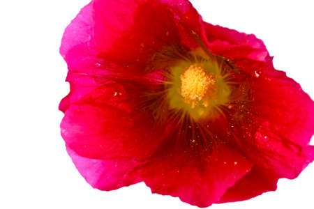 summer beautiful  flower close-up isolated on white backgroundの写真素材