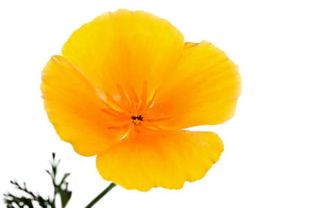summer yellow  flower isolated on white backgroundの写真素材