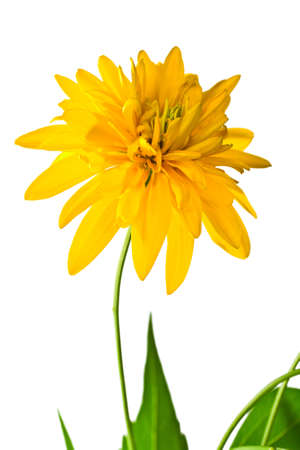 summer yellow  flower isolated on white backgroundの写真素材
