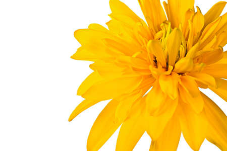 summer yellow  flower isolated on white backgroundの写真素材