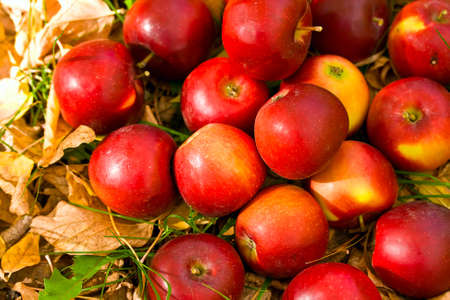 ripe red apples in grass and leavesの写真素材