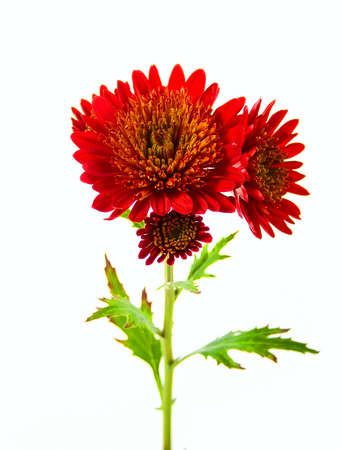 Flowers isolated on white backgroundの写真素材