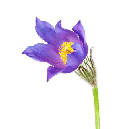 Spring cutleaf anemone flowers isolated on white background.の写真素材