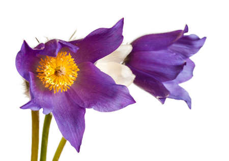 Spring cutleaf anemone flowers isolated on white background.