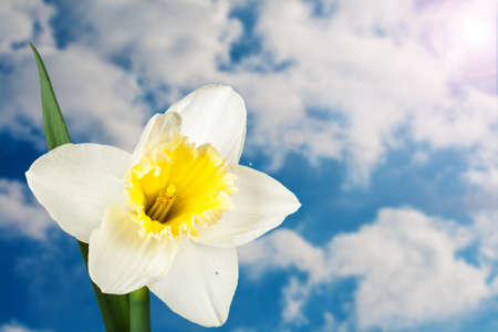 narcissus flower against the blue sky with cloudsの写真素材