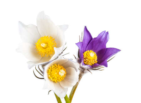 Spring cutleaf anemone flowers isolated on white background. の写真素材