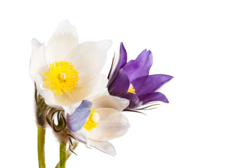 Spring cutleaf anemone flowers isolated on white background.の写真素材