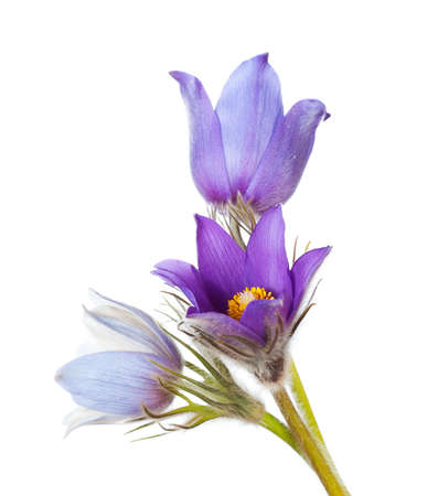 Spring cutleaf anemone flowers in forest.の写真素材