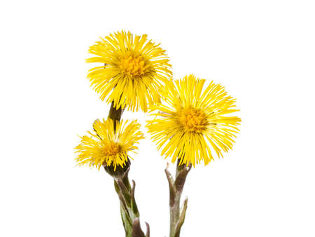 beautiful yellow coltsfoot flower isolated on white backgroundの写真素材